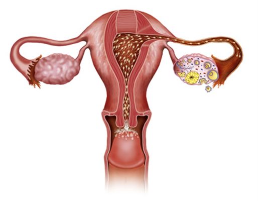 Image Fertilité